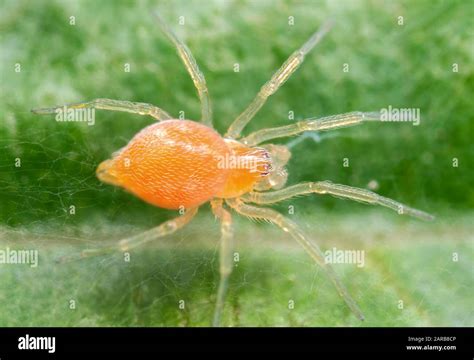 Macro Photography Of Tiny Orange Spider On Green Leaf Stock Photo Alamy