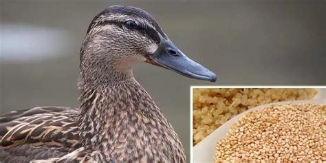 Can Ducks Eat Quinoa Ducks Guide