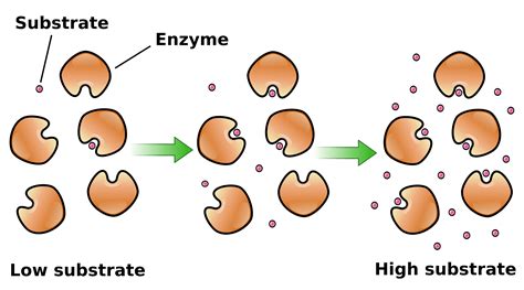 Enzyme Cartoon Images - Enzyme Clipart 20 Free Cliparts | Bodendwasuct