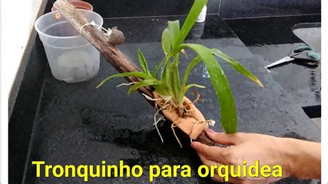 Topo Imagem Como Mudar A Orqu Dea De Um Vaso Para Outro Br