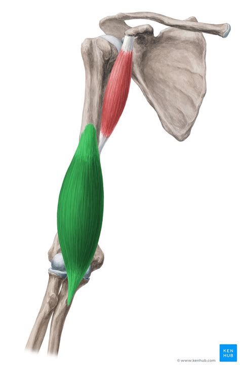 Músculo braquial Origem inserção inervação e função Kenhub