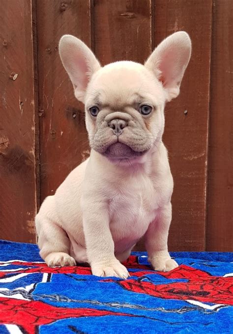 Top French Bulldog Houston Tx Of The Decade Check It Out Now Bulldogs