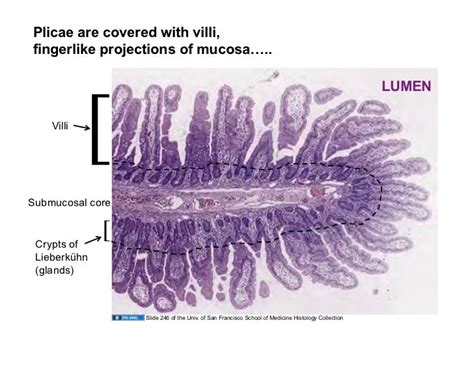 011409 Tubular Gi Tract Small Intestine