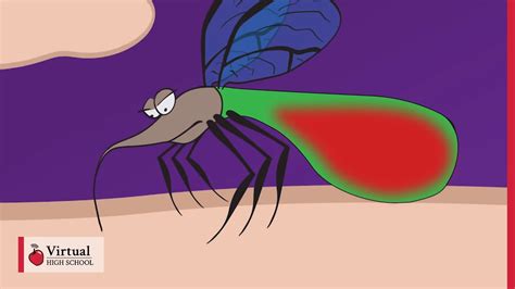 Mechanism of a Mosquito Bite (VIDEO)