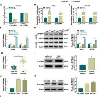 CYP24A1 Was A Direct Target Of MiR 3611 In LUAD Cells A Binding