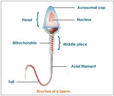 WHAT IS ACROSOME? - askIITians