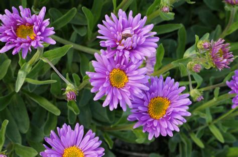 Астра альпийская сиреневая (Aster alpestris) - купить саженцы в Минске