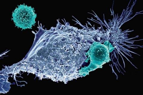 St Gal And Ii Spectrin Pathways Control Car T Cell Migration To