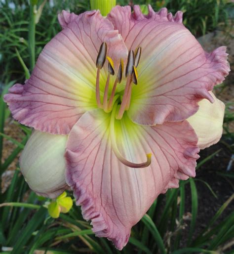 Daylily Hemerocallis Georgia Passion In The Daylilies Database