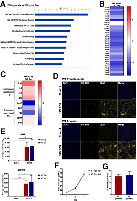 Glioblastoma Stem Cells Induce Quiescence In Surrounding Neural Stem