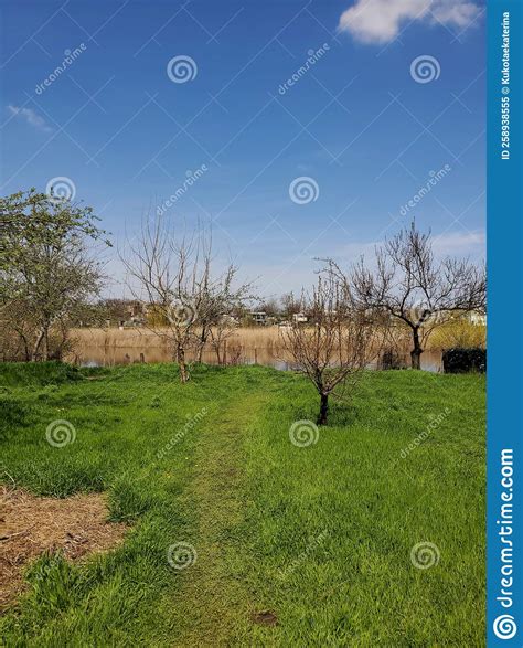 Paisagem Fluvial Grama Verde Natureza Do Tempo De Primavera Imagem