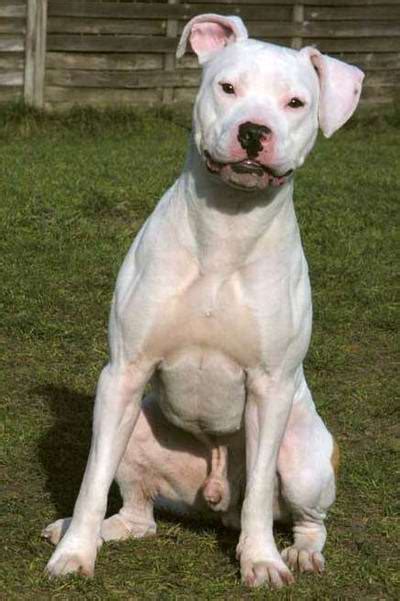 Staffordshire Bull Terrier Info Temperament Puppies Pictures