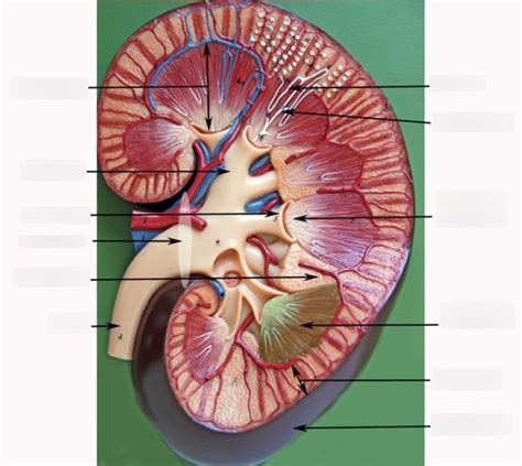 Ap Lab Urinary System Kidney Diagram Diagram Quizlet