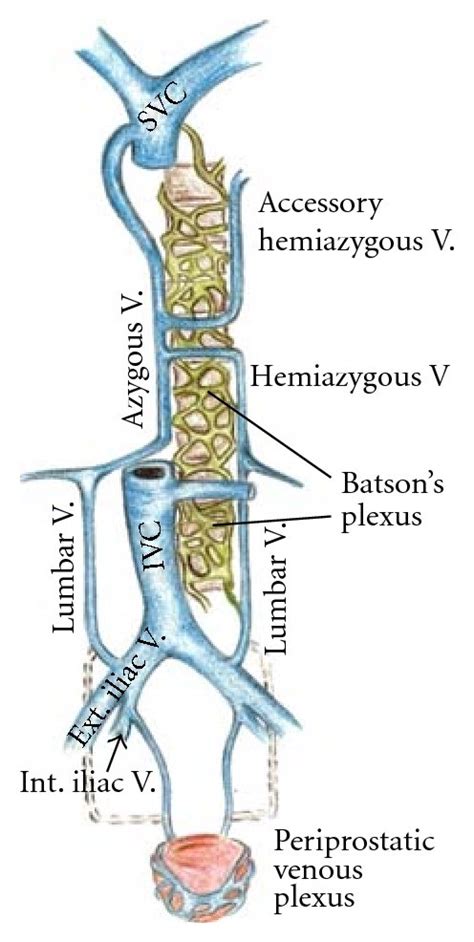 Perivertebral Venous Plexus