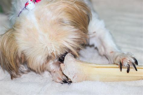 Perro Del Tzu De Shih Que Mastica En Un Hueso Foto De Archivo Imagen