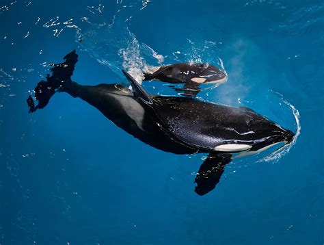 Last Orca Calf Born In Captivity At A Seaworld Park Dies Wabe