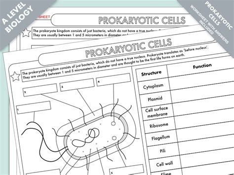 Prokaryotic Cell Worksheets