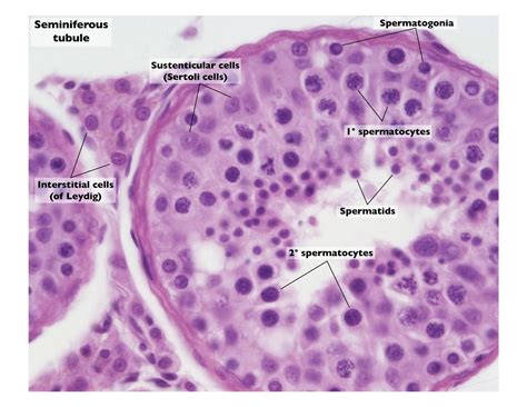 Diagram Of Internal Structure Of Testis Testis Labelled Give