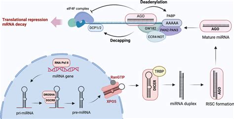 Microrna Biogenesis And Mode Of Action Mirna Biogenesis Is Initiated