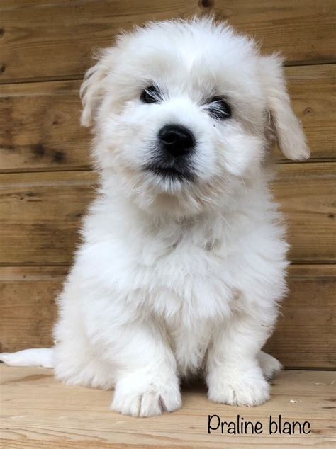 Chiot Elevage Des Vents D Oc An Eleveur De Chiens Coton De Tulear