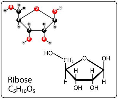 Ribose - Funktion & Krankheiten | MedLexi.de