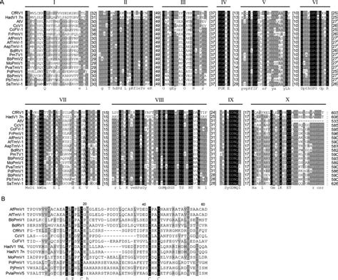 Sequence Analysis Of The Cfrv1 Rdrp A Multiple Alignment