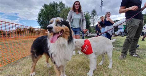 Emprunte Mon Toutou La Plateforme Innovante De Garde De Chiens