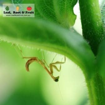 Pink praying mantis - Leaf, Root & Fruit Gardening Services