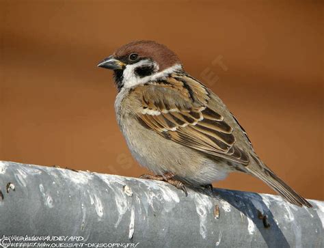 Moineau Friquet Passer Montanus