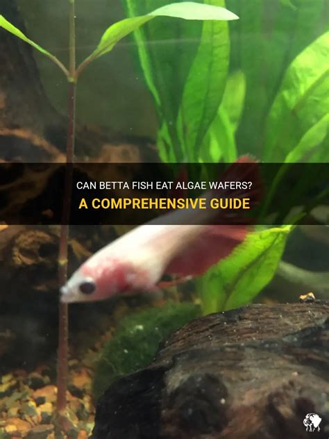 Can Betta Fish Eat Algae Wafers A Comprehensive Guide PetShun