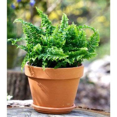 How To Repot A Plant When To Repot Plants