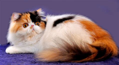 Jenis Kucing Persia Semua Tentang Kucing