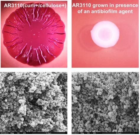 Antibiofilm Compounds Figure Png