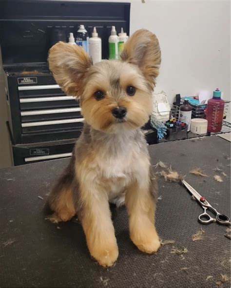 Yorkie Teddy Bear Haircut Tips For A Cute Look Rocky Kanaka