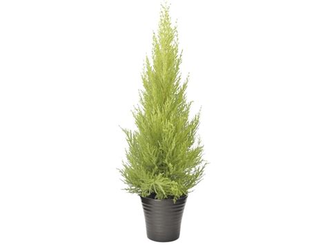 Cyprys Gold Crest Sto Ek Cupressus Sp Kupuj W Obi