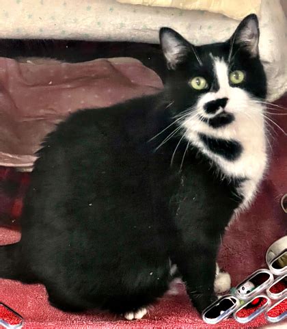 Gwinn MI Domestic Shorthair Domestic Shorthair Meet Oreo A Pet For