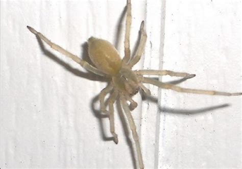 Types Of White Spiders Identification Guide AMERICAN GARDENER