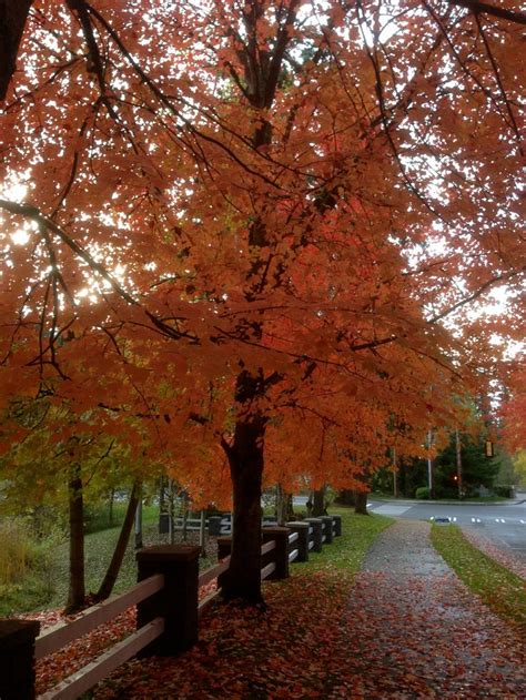 Fall Colors Of Issaquah Downtown Seattle Country Roads Fall Colors