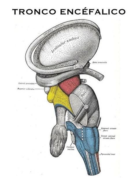 Tronco Encefálico Maria fernanda martinez Vilchis uDocz