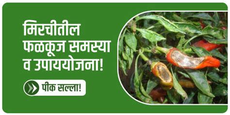 कृषी ज्ञान Do It While Raising Chilli Nursery अ‍ॅग्रोस्टार