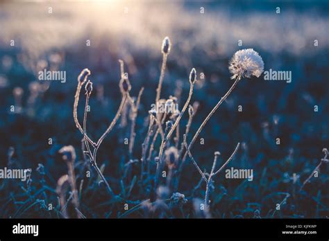 Early Frosts Macro Photo Of Plants Covered By Ice Crystals At Cold