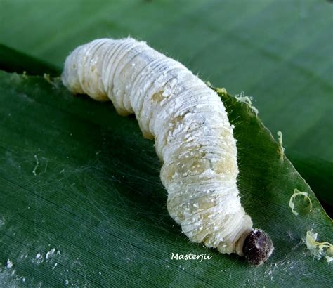 Pelita Kabad Ulat Gulung Daun Pisang