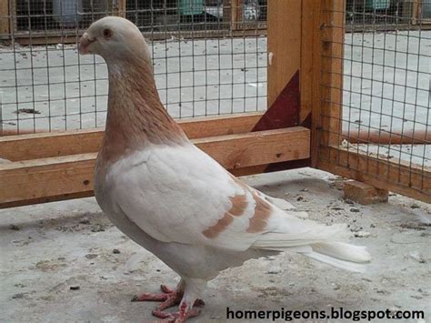 Red Bar German Beauty Homer Racing Pigeons