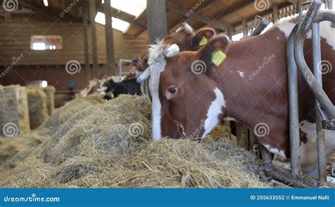 Hereford Cows Grazing On Dry Hay In A Cattle Farm Stock Footage Video