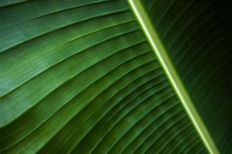 Close Up Of A Banana Leaf StockFreedom Premium Stock Photography