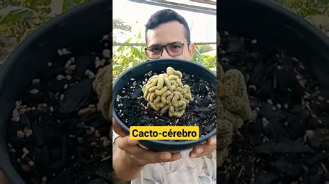 Um Cacto Em Formato De Cactocerebro Suculentas Cactos Plantas