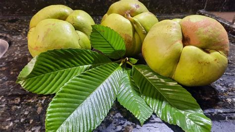 Saco De Ad O Suco E Seus Benef Cios Agradecemos Os Inscritos