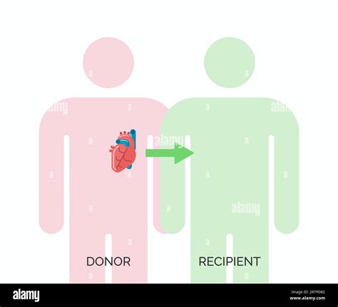 Human Organ Transplantation Concept Vector Illustration Of Donor And