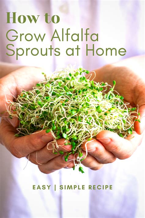 How To Grow Alfalfa Sprouts At Home Artofit