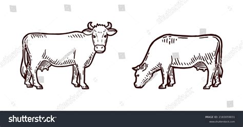 Set Cows Farm Animal Hand Drawn Stock Vector Royalty Free 2183059831